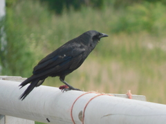 Corvus ossifragus