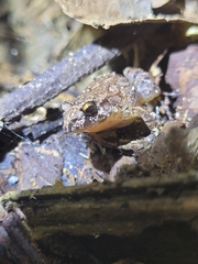 Adenomera hylaedactyla