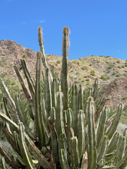 Lophocereus schottii