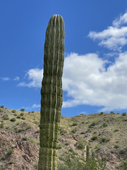 Pachycereus pringlei
