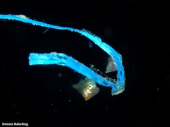 Stephanolepis hispida