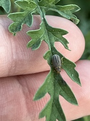 Ophraella communa