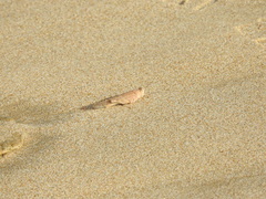 Sphingonotus rubescens