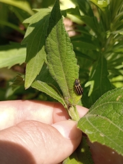 Astylus tucumanensis