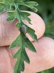 Ophraella communa