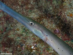 Aulostomus strigosus