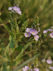 Veronica anagallis-aquatica