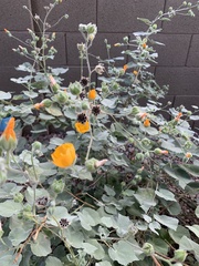 Malvaceae
