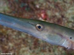 Aulostomus strigosus