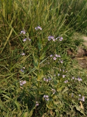 Veronica anagallis-aquatica