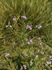 Veronica anagallis-aquatica