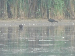 Plegadis falcinellus