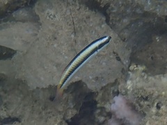 Thalassoma amblycephalus