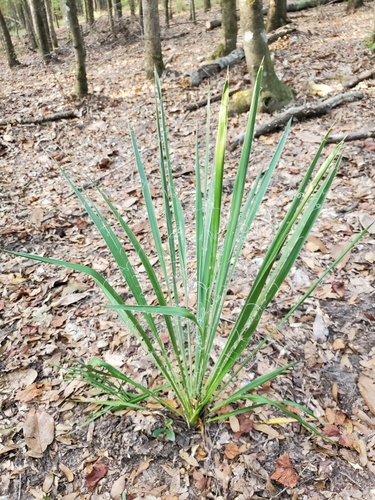Yucca filamentosa