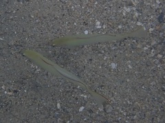 Ptereleotris monoptera