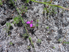 Polygala refracta