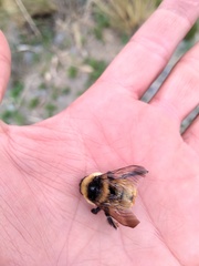 Bombus opifex