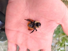 Bombus opifex