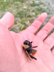 Bombus opifex