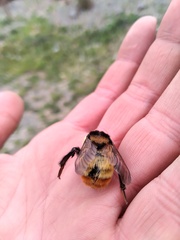 Bombus opifex