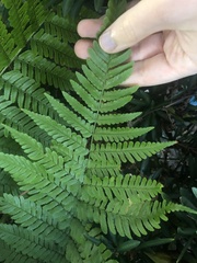 Dryopteris erythrosora