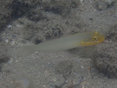 Valenciennea strigata