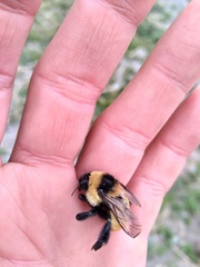 Bombus opifex