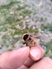 Bombus opifex