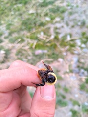 Bombus opifex