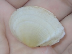 Tellinoidea