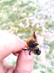 Bombus opifex