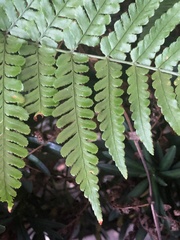 Dryopteris erythrosora