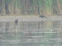 Plegadis falcinellus