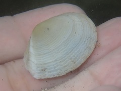Tellinoidea