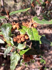 Lasiopetalum ferrugineum