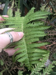Matteuccia struthiopteris