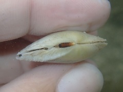Tellinoidea