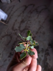 Berberis grevilleana