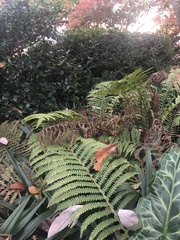 Matteuccia struthiopteris