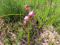 Disperis paludosa