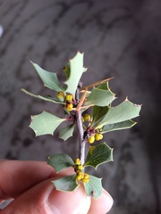 Berberis grevilleana
