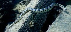 Hydrophis major