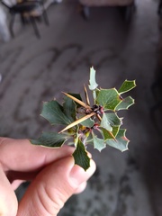 Berberis grevilleana