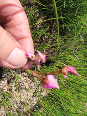 Disperis paludosa