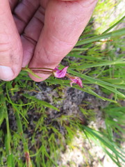 Disperis paludosa