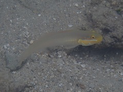 Valenciennea strigata