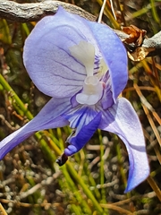 Disa purpurascens