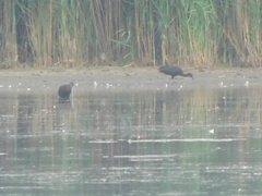 Plegadis falcinellus