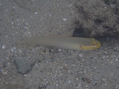 Valenciennea strigata