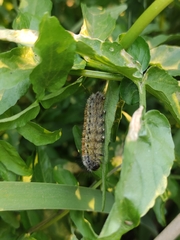 Lepidoptera